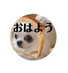 チワワのちぃちゃん(*⁰▿⁰*)（個別スタンプ：14）