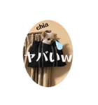 チワワのちぃちゃん(*⁰▿⁰*)（個別スタンプ：15）