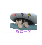 ぶち丸＆マールモ①（個別スタンプ：3）