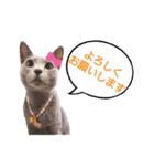 グレーの猫ちゃんスタンプ(=^・^=)（個別スタンプ：1）