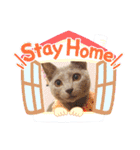 グレーの猫ちゃんスタンプ(=^・^=)（個別スタンプ：2）