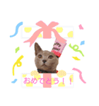 グレーの猫ちゃんスタンプ(=^・^=)（個別スタンプ：5）