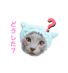 グレーの猫ちゃんスタンプ(=^・^=)（個別スタンプ：25）