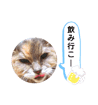 グレーの猫ちゃんスタンプ(=^・^=)（個別スタンプ：32）