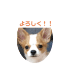 チワワ レオくん（個別スタンプ：1）