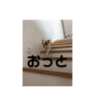 チワワ レオくん（個別スタンプ：5）