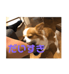チワワ レオくん（個別スタンプ：11）