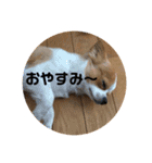 チワワ レオくん（個別スタンプ：13）