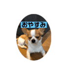 チワワ レオくん（個別スタンプ：16）