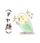 脱力系セキセイインコ（個別スタンプ：16）