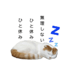 まんまるまるにゃん2（個別スタンプ：1）