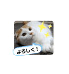 まんまるまるにゃん2（個別スタンプ：2）
