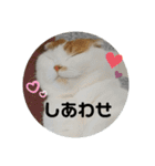 まんまるまるにゃん2（個別スタンプ：3）
