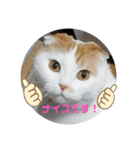 まんまるまるにゃん2（個別スタンプ：5）