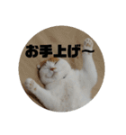 まんまるまるにゃん2（個別スタンプ：10）