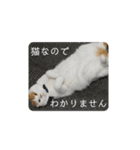 まんまるまるにゃん2（個別スタンプ：18）