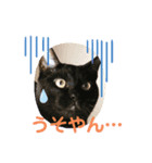 ニャンずたちの日常会話（個別スタンプ：2）