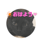 ニャンずたちの日常会話（個別スタンプ：5）