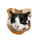 あっちゃんのにゃんず（個別スタンプ：1）