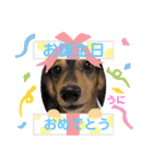 土佐の女 "うにちゃん"（個別スタンプ：12）