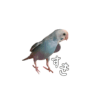 セキセイインコのぴいちゃんです（個別スタンプ：1）