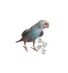 セキセイインコのぴいちゃんです（個別スタンプ：2）