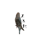 セキセイインコのぴいちゃんです（個別スタンプ：6）