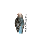 セキセイインコのぴいちゃんです（個別スタンプ：9）