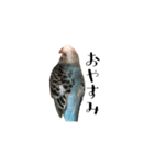 セキセイインコのぴいちゃんです（個別スタンプ：10）