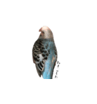 セキセイインコのぴいちゃんです（個別スタンプ：11）