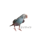 セキセイインコのぴいちゃんです（個別スタンプ：24）