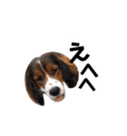 おイヌさまたちのスタンプ（個別スタンプ：1）