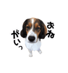 おイヌさまたちのスタンプ（個別スタンプ：3）