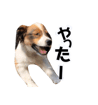 おイヌさまたちのスタンプ（個別スタンプ：10）