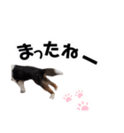 おイヌさまたちのスタンプ（個別スタンプ：11）