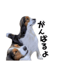 おイヌさまたちのスタンプ（個別スタンプ：12）