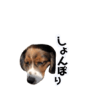 おイヌさまたちのスタンプ（個別スタンプ：13）