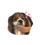 おイヌさまたちのスタンプ（個別スタンプ：24）