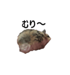 ハムスターのココちゃんスタンプ（個別スタンプ：8）