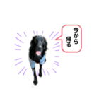 フラットコーテッドレトリバーBECK君その2（個別スタンプ：1）