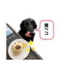 フラットコーテッドレトリバーBECK君その2（個別スタンプ：3）