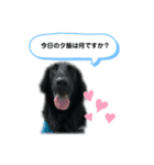 フラットコーテッドレトリバーBECK君その2（個別スタンプ：4）