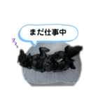フラットコーテッドレトリバーBECK君その2（個別スタンプ：5）