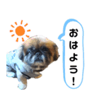 ペキニーズのパニーくん（仲良し編）（個別スタンプ：1）
