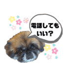 ペキニーズのパニーくん（仲良し編）（個別スタンプ：2）