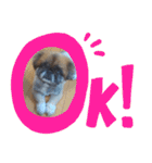 ペキニーズのパニーくん（仲良し編）（個別スタンプ：3）