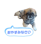 ペキニーズのパニーくん（仲良し編）（個別スタンプ：5）