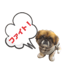 ペキニーズのパニーくん（仲良し編）（個別スタンプ：7）