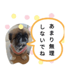 ペキニーズのパニーくん（仲良し編）（個別スタンプ：10）