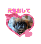 ペキニーズのパニーくん（仲良し編）（個別スタンプ：17）